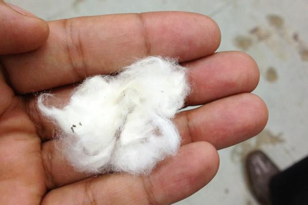 100% Egyptian Cotton close up